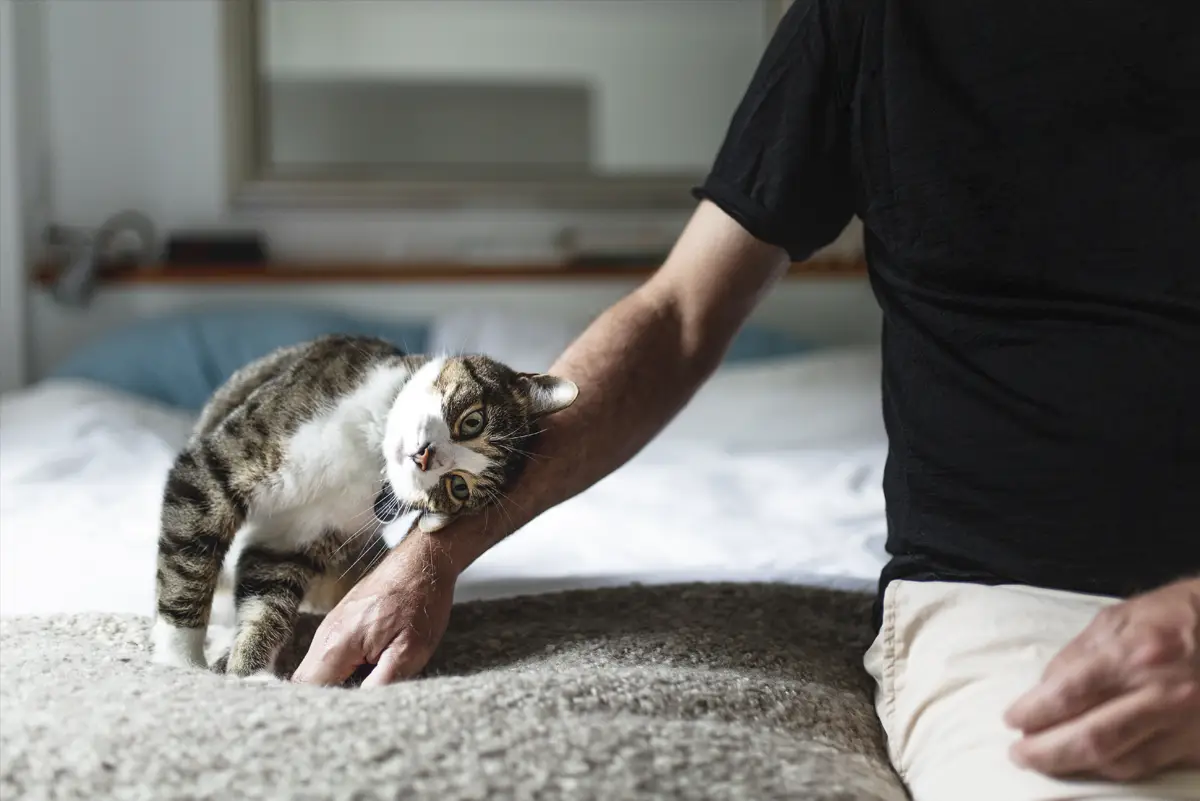 Happy cat resting head on owner's arm